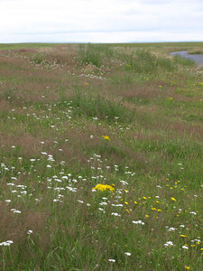 Wildflowers along road to Stevenston Point
